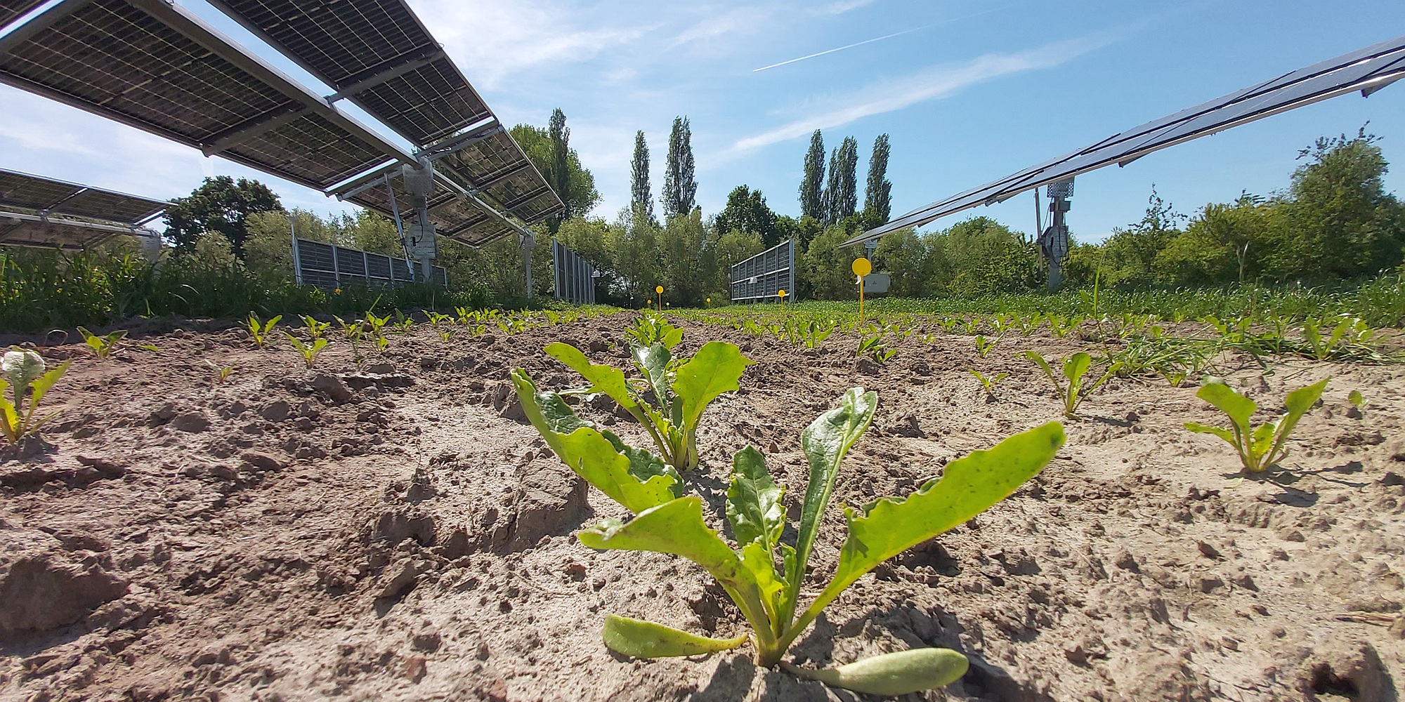 Weg naar succesvolle ‘oogst’ voor Belgische agri-PV is bezaaid met diverse hindernissen
